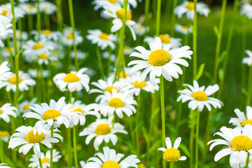Fototapeta premium Beautiful blooming marguerite on a green meadow at sunrise. Daisies in green grass in the park. Colorful spring meadow flowers lit by the sun.
