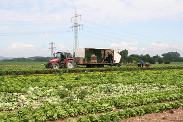 Roter Traktor mit Anhänger und dahinter ein Laufband auf das Erntehelfer geernteten Salat...