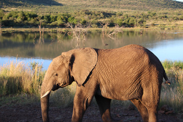 Elephant