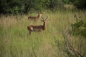 Impala