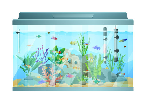 Fish swimming among stones and seaweed in aquarium