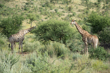 Girafes
