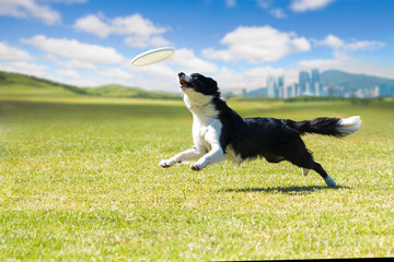 On the green grass, Border Collie is enjoying the play to bite the disc.