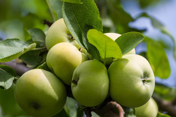 Green apples on tree
