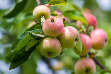 Red apples on branch