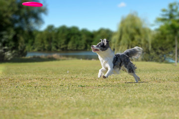 On the green grass, Border Collie is enjoying the play to bite the disc.