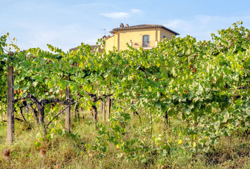 Fototapeta na wymiar Old house or villa of Tuscany over vineyard row in autumn with ripe wine grapes. Grapes from vines in Italy at sunny morning