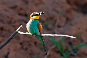 Obraz premium bee-eater bird with colorful feathers sitting on a branch in its beak holds a caught insect