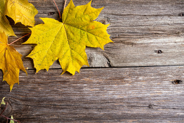 Naklejka na ściany i meble fall-still life with yellow maple leaves