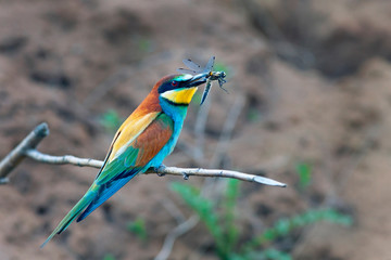 bee-eater bird with colorful feathers sitting on a branch in its beak holds a caught insect