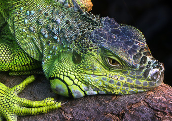 Iguana