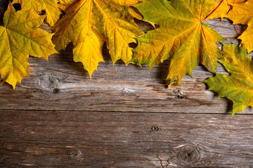 fall-still life with yellow maple leaves