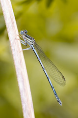 blue damselfly