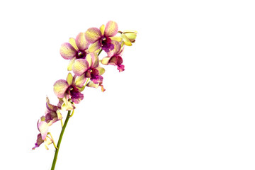 Naklejka na ściany i meble Beautiful orchid isolated on white background.