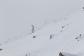 Mountain Hare, Lepus timidus, during October still in summer coat surrounded by snow in the cairngorms NP, scotland.