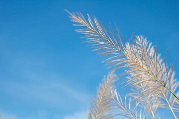 Beautiful white grass flowers with blue sky background.