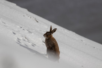 Mountain Hare, Lepus timidus, during October still in summer coat surrounded by snow in the...
