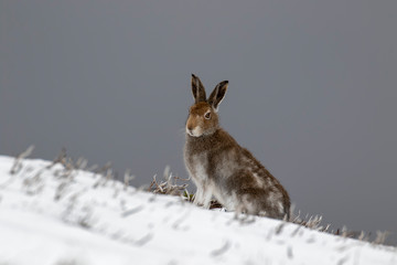 Mountain Hare, Lepus timidus, during October still in summer coat surrounded by snow in the cairngorms NP, scotland.