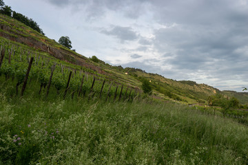 Abend &uuml;ber den Weinbergen am  Naturschutzgebiet Grainberg-Kalbenstein bei Karlstadt, Landkreis Main-Spessart, Unterfranken, Bayern, Deutschland