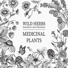 Wild flowers. Herbal tea. Vector illustration.