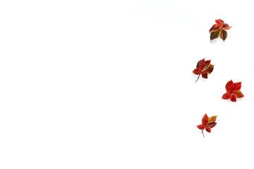 Autumn white background with autumn maple leaves.