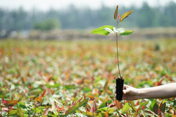 sapling eucalyptus tree in hand at plantation © funnyjoke