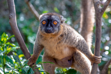 Common Brown Lemur - Red lemur (Eulemur rufus), Portrait.Endangered, endemic..Madagascar.