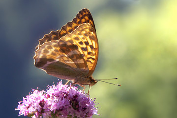 Fototapeta na wymiar Schmetterling (Kaisermantel) mit durchschimmernden Flügeln sitzt auf einer lila Blüte 