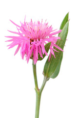 Centaurea Jacea (Brown Knapweed) Flower Isolated on White Background