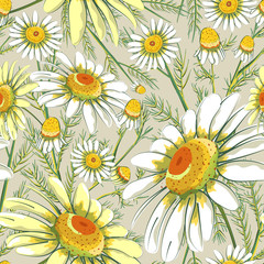 Floral seamless pattern, chamomiles print on paper or textile. Chamomiles background. Summer plants.