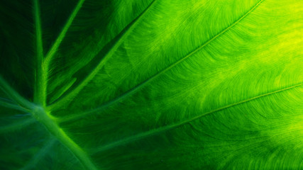 Green nature background and texture