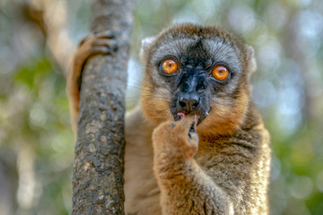 Common Brown Lemur - Red lemur (Eulemur rufus), Portrait.Endangered, endemic..Madagascar.