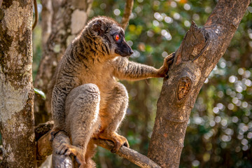Common Brown Lemur - Red lemur (Eulemur rufus), Portrait.Endangered, endemic..Madagascar.