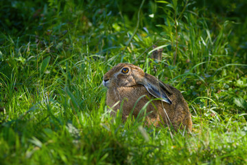 brown hare © smerlot