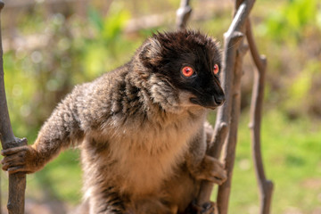 Common Brown Lemur - Red lemur (Eulemur rufus), Portrait.Endangered, endemic..Madagascar.