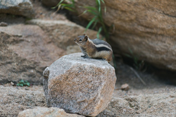 Streifenh&ouml;rnchen im Rocky Mountain National Park
