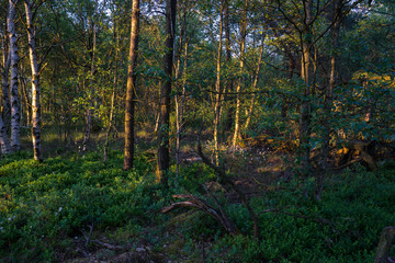 Das Naturschutzgebiet "Schwarzes Moor" im Abendlicht, Biosphärenreservat Rhön, Unterfranken, Franken, Bayern, Deutschland