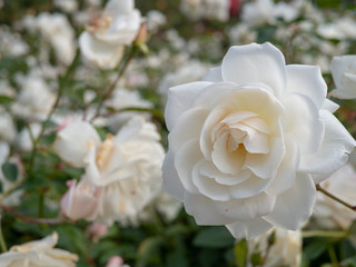 White rose in garden
