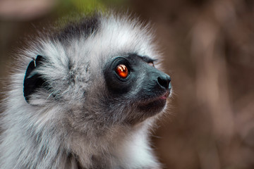 Diademed Sifaka. Diadema, endemic, endengered. Rare lemur,close up, portrait.(Propithecus diadema),Wild nature Madagascar
