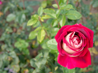 Red rose in garden