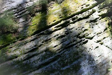 moss on the rock