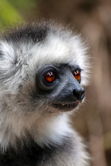 Diademed Sifaka. Diadema, endemic, endengered. Rare lemur,close up, portrait.(Propithecus diadema),Wild nature Madagascar