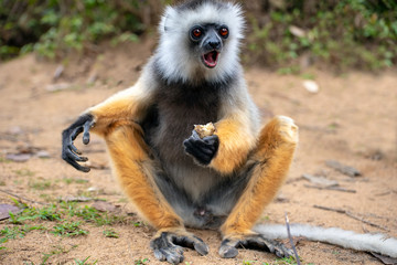 Diademed Sifaka. Diadema, endemic, endengered. Rare lemur,close up, portrait.(Propithecus...