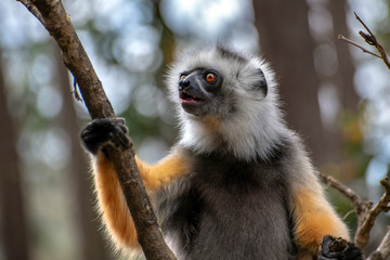 Diademed Sifaka. Diadema, endemic, endengered. Rare lemur,close up, portrait.(Propithecus diadema),Wild nature Madagascar