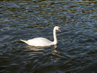 Swan in Vltava river, Prague