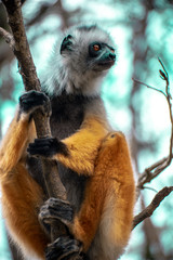 Diademed Sifaka. Diadema, endemic, endengered. Rare lemur,close up, portrait.(Propithecus diadema),Wild nature Madagascar