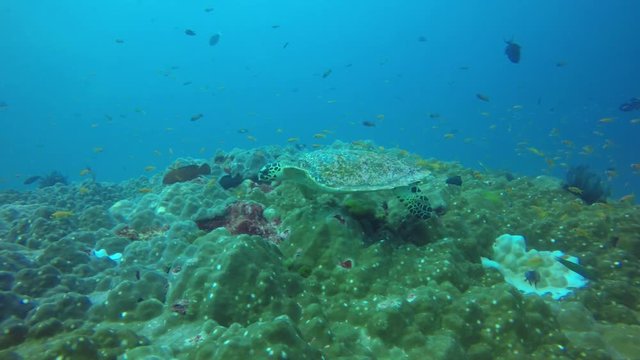 Hawksbill Sea Turtle feeding on a coral reef 
