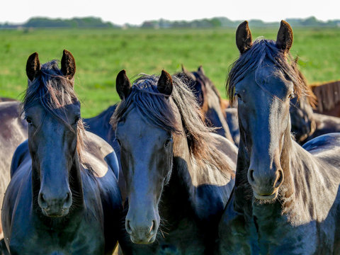 Friesian horses are standing in the meadow