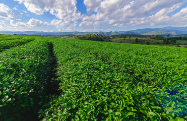 Fototapeta na wymiar tea plantation with white cloudy blue sky