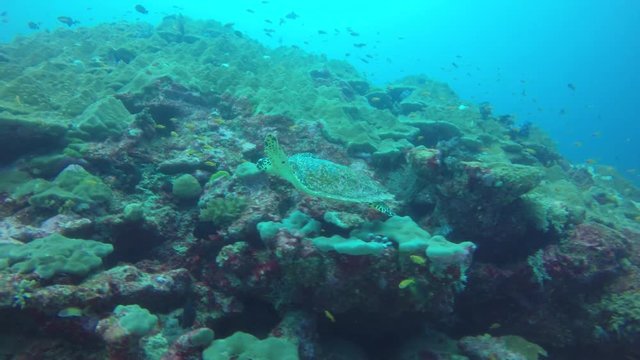 Hawksbill Sea Turtle feeding on a coral reef 